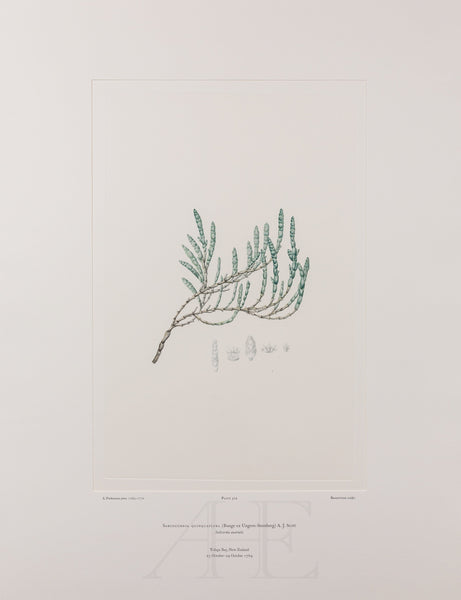 Banks Florilegium, Part 25, Plate 529