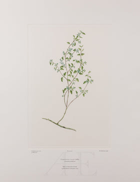 Banks Florilegium, Part 25, Plate 530