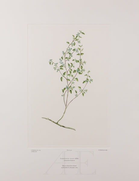 Banks Florilegium, Part 25, Plate 530