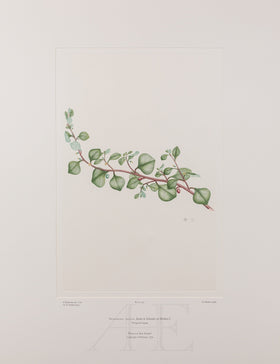 Banks Florilegium, Part 25, Plate 531