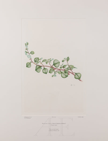 Banks Florilegium, Part 25, Plate 531