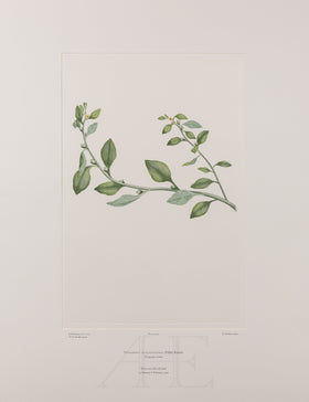Banks Florilegium, Part 25, Plate 532