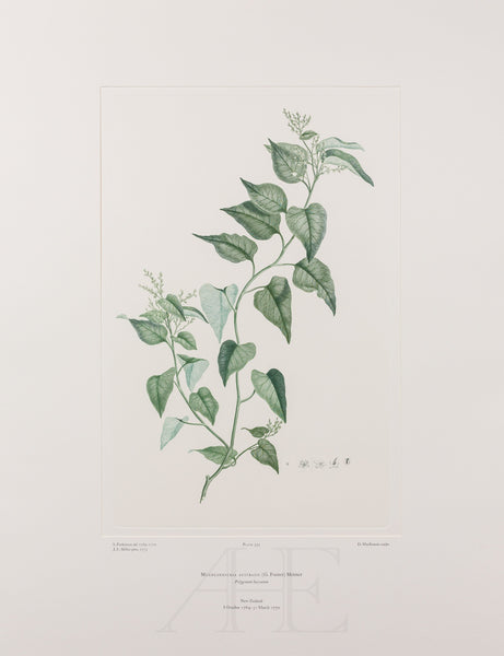 Banks Florilegium, Part 25, Plate 533