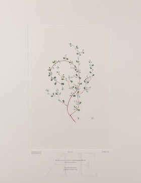 Banks Florilegium, Part 25, Plate 534