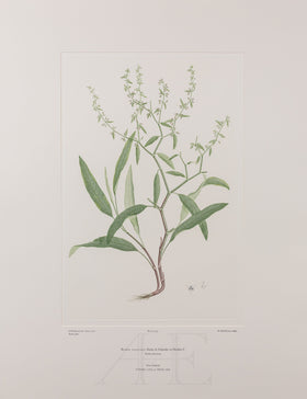 Banks Florilegium, Part 25, Plate 535