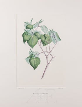 Banks Florilegium, Part 25, Plate 536