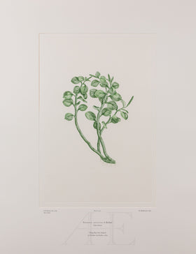 Banks Florilegium, Part 25, Plate 537