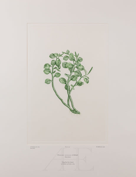 Banks Florilegium, Part 25, Plate 537