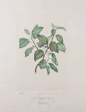 Banks Florilegium, Part 25, Plate 538