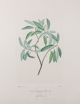 Banks Florilegium, Part 26, Plate 539