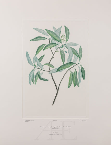 Banks Florilegium, Part 26, Plate 539