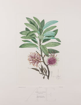 Banks Florilegium, Part 26, Plate 540