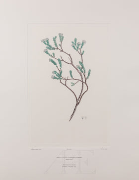 Banks Florilegium, Part 26, Plate 541