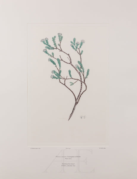 Banks Florilegium, Part 26, Plate 541