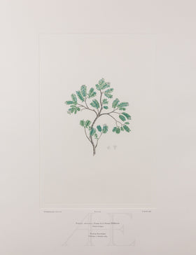 Banks Florilegium, Part 26, Plate 542
