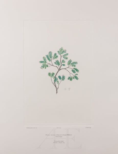 Banks Florilegium, Part 26, Plate 542