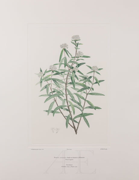 Banks Florilegium, Part 26, Plate 543