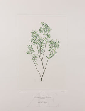 Banks Florilegium, Part 26, Plate 544