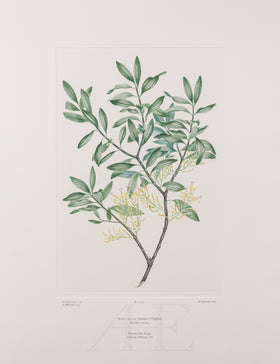 Banks Florilegium, Part 26, Plate 545