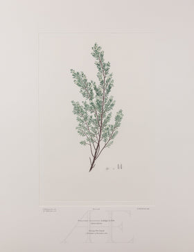 Banks Florilegium, Part 26, Plate 546