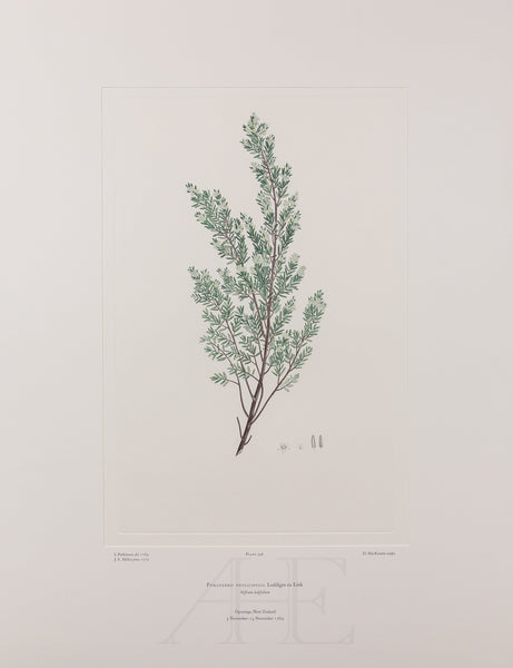 Banks Florilegium, Part 26, Plate 546