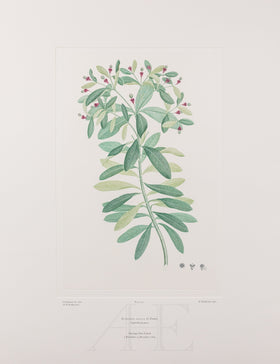 Banks Florilegium, Part 26, Plate 547