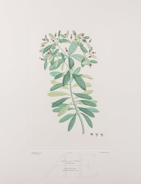 Banks Florilegium, Part 26, Plate 547