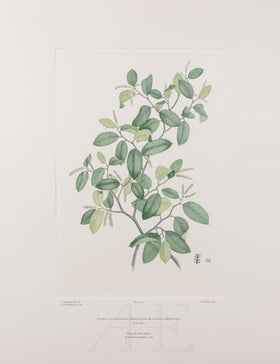 Banks Florilegium, Part 26, Plate 548