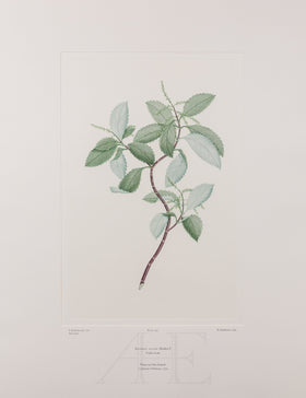 Banks Florilegium, Part 26, Plate 549