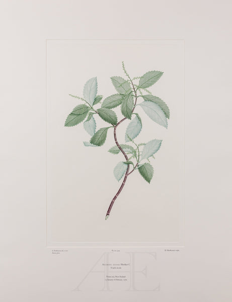 Banks Florilegium, Part 26, Plate 549