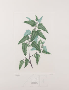 Banks Florilegium, Part 26, Plate 550