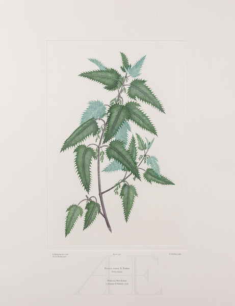 Banks Florilegium, Part 26, Plate 550