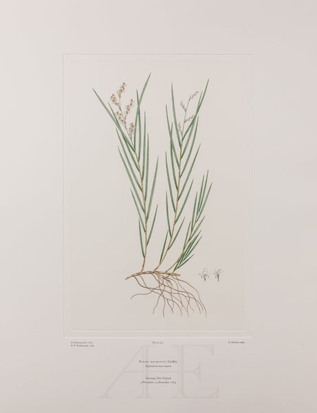 Banks Florilegium, Part 26, Plate 551
