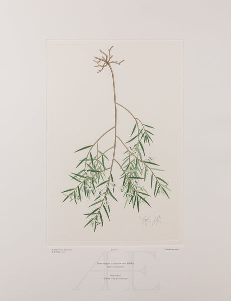 Banks Florilegium, Part 26, Plate 552