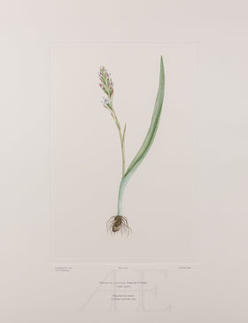 Banks Florilegium, Part 26, Plate 553