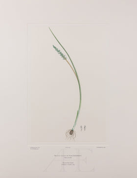 Banks Florilegium, Part 26, Plate 554