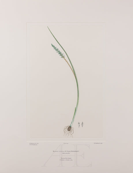 Banks Florilegium, Part 26, Plate 554