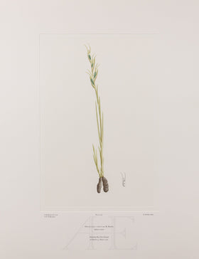 Banks Florilegium, Part 26, Plate 555