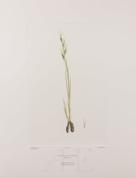 Banks Florilegium, Part 26, Plate 555