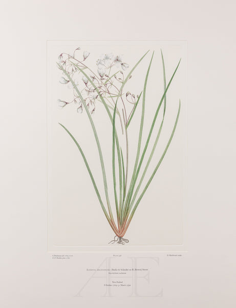 Banks Florilegium, Part 26, Plate 556