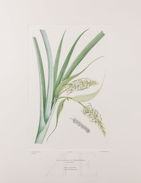 Banks Florilegium, Part 26, Plate 557
