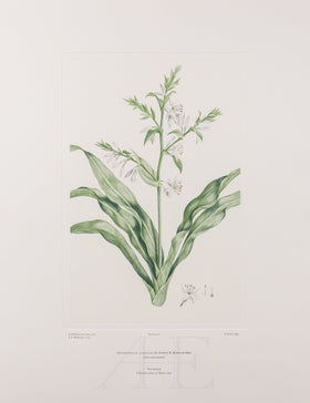 Banks Florilegium, Part 26, Plate 558