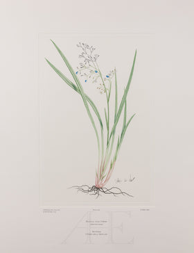 Banks Florilegium, Part 26, Plate 559