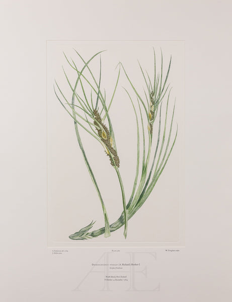 Banks Florilegium, Part 26, Plate 560