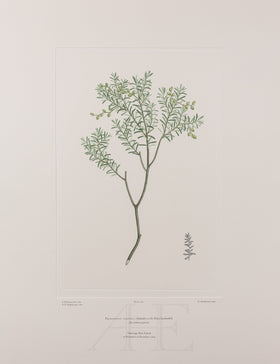 Banks Florilegium, Part 26, Plate 561