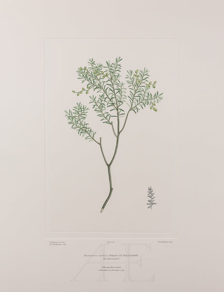 Banks Florilegium, Part 26, Plate 561