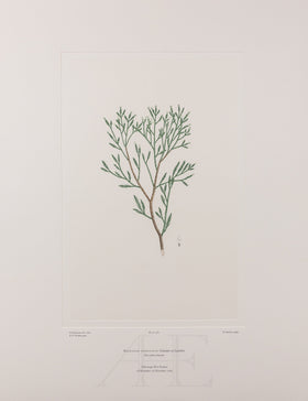 Banks Florilegium, Part 27, Plate 562