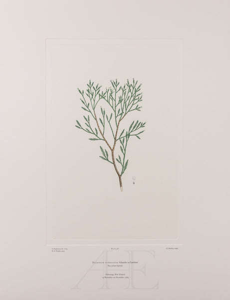 Banks Florilegium, Part 27, Plate 562