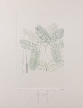 Banks Florilegium, Part 27, Plate 563