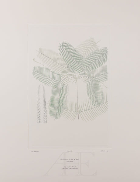 Banks Florilegium, Part 27, Plate 563